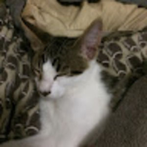 Meet your Posher, Dana